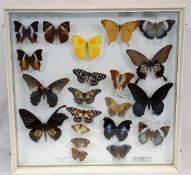A Case Of Mounted Early 1970'S Butterflies