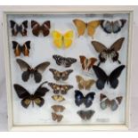 A Case Of Mounted Early 1970'S Butterflies