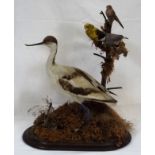 A Late Victorian Taxidermied Avocet