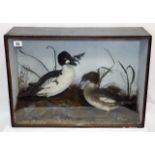 A C.1900 Taxidermied Pair Of Golden Eye Ducks By S