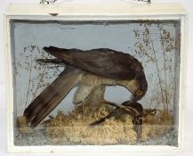 A C.1900 Taxidermied Sparrowhawk & Chaffinch