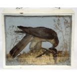 A C.1900 Taxidermied Sparrowhawk & Chaffinch