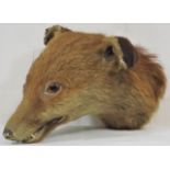 An Unmounted Late Victorian Taxidermied Fox Bust