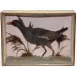 A C.1900 Taxidermied Moorhen