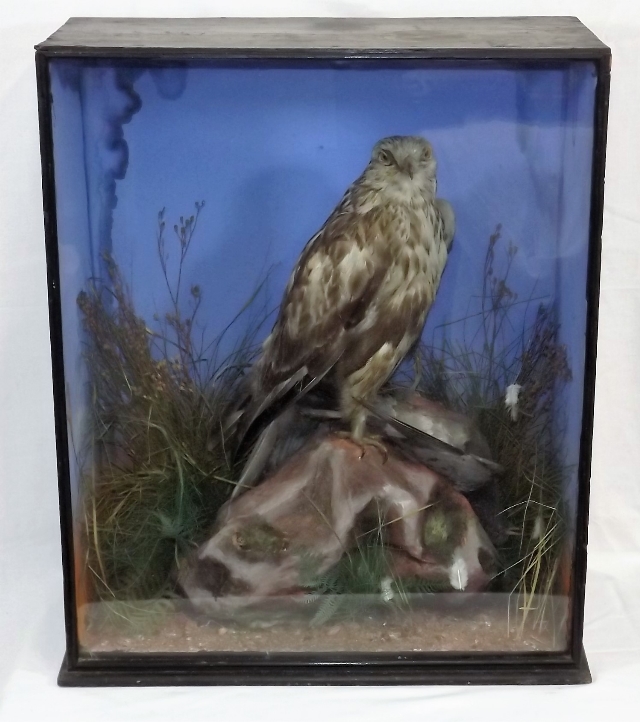 A Taxidermied Victorian Rough Legged Buzzard