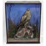 A Taxidermied Victorian Rough Legged Buzzard