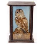 A C.1900 Taxidermied Tawny Owl
