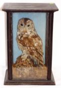 A C.1900 Taxidermied Tawny Owl