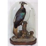 A 19thC. Taxidermied Himalayan Monal , Case As Fou