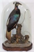 A 19thC. Taxidermied Himalayan Monal , Case As Fou