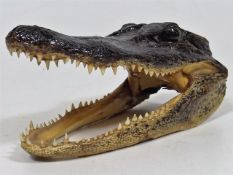 An Antique Taxidermied Crocodile Head