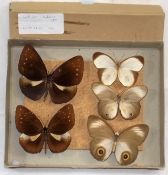 A Small Antique Butterfly Group