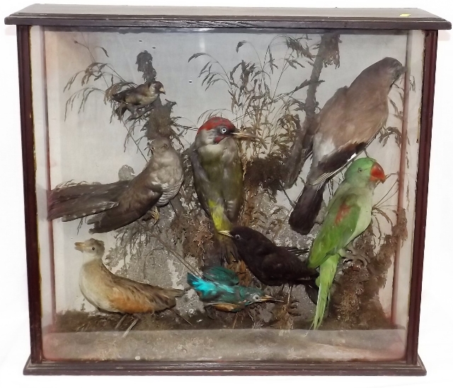 A C.1900 Taxidermied Cased Bird Group Including Wo