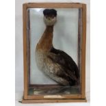 A C.1900 Taxidermied Red Necked Grebe