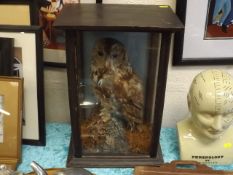 An Antique Taxidermied Owl In Glass Display