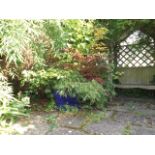 A Large Blue Garden Planter With Acer Trees