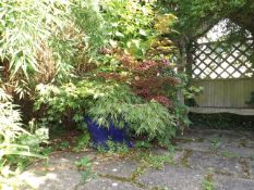 A Large Blue Garden Planter With Acer Trees