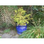 A Large Garden Planter With Potted Spruce Tree