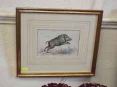 Two 19thC. Prints Of Wild Boar