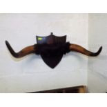A Pair Of Mounted Cow Horns