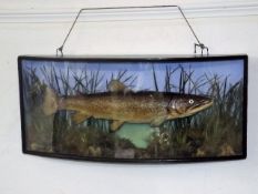 A Large Victorian Taxidermied Trout In Convexed Ca