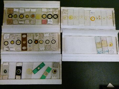 Microscopy - A collection of approximately 150 vintage microscope slides, some named preparers - Image 2 of 6