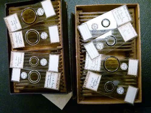 Microscopy - A collection of approximately 150 vintage microscope slides, some named preparers - Image 3 of 6