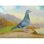 Andrew Beer (1862-1954) - Oil on canvas - Prize Racing Pigeon 'Just In Time', bred by J. Furber