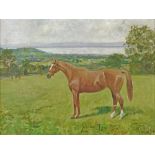 George Paice (1854-1925) - Oil on board - Study of the thoroughbred horse 'Jubilee Tom Tom', a