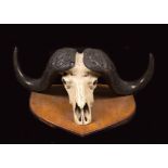 An African buffalo skull early 20th century 43x109x50 cm. mounted on wooden support