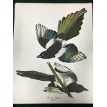 The Audubon Folio: 30 Great Bird Paintings (no text).