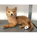 Taxidermy: A fox cub.