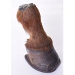 Mounted Horse’s Hoof of The Horse Rode by William Henry Deeds of the Rifle Brigade During the