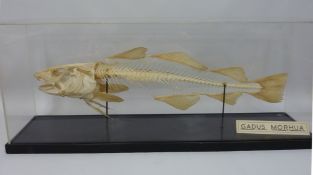 Taxidermy - Atlantic Cod by T Gerrard and Co, London in glass display case 41cm x 100cm x 25cm