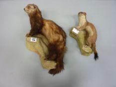 Taxidermy - polecat and stoat (2)