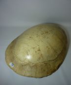 Taxidermy - Early 20th Century blonde loggerhead turtle shell / Caretta caretta,