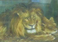 Lion and Lioness, oil on canvas signed and dated Dora Laye 1911,