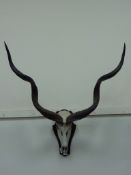 African Kudu horns on scull H110cm approx