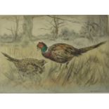 Pheasants in Woodland,