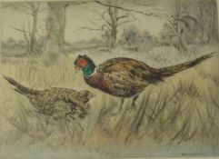 Pheasants in Woodland,