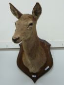 Taxidermy - fallow deer head and shoulder mounted on wooden shield H80cm approx