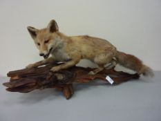 Taxidermy - fox mounted on log L110cm