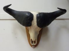 Cape buffalo skull with horns mounted on oak shield H58cm approx