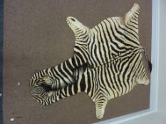 Taxidermy - Plains Zebra hide rug L230cm overall