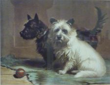 Scottish Terriers,