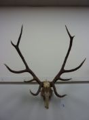 Red stag skull with antlers