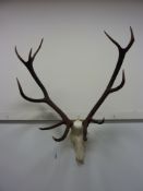 Red stag skull with antlers
