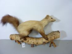 Taxidermy - pine marten on log L57cm overall Condition Report <a href='//www.