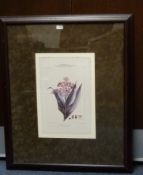 Pair large Botanical prints set in mottled mounts with dark wood frames