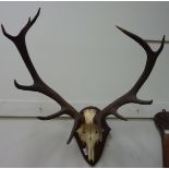 Red stag nine tine antlers and skull mounted on oak shield H70cm Condition Report